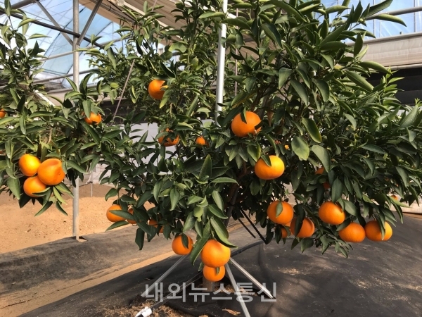 제천시농업기술센터 기후변화 대응 위해 3년차 재배(사진=제천시)