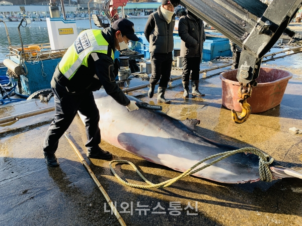 밍크고래 혼획 현장(사진제공=속초해경)