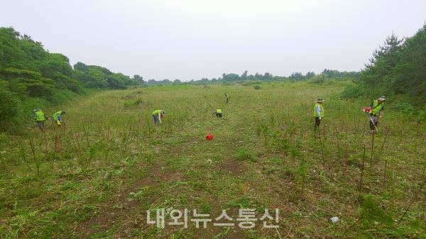 제주도, 산림 재정지원 일자리 사업 추진 (사진=내외뉴스통신제주)