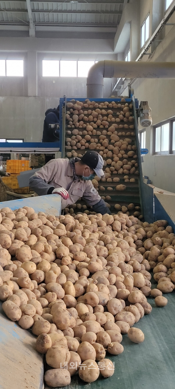 충북 괴산군은 엄격한 관리를 통해 자체 생산한 우량 씨감자를 2월 15일부터 관내 농가에 공급한다./ⓒ=괴산군