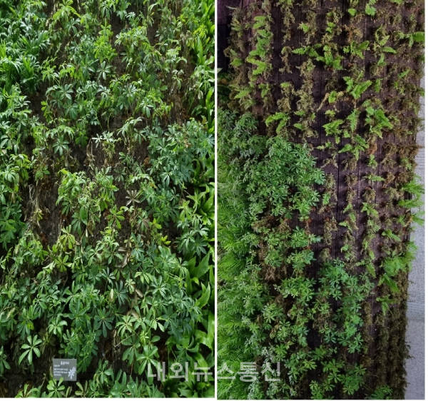 메말라가고 있는 수직정원 식물들(사진제공-강순규기자)