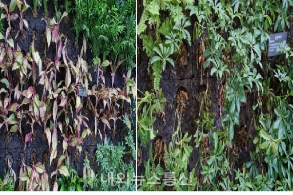메말라 죽어가고 있는 식물(사진제공-강순규기자)