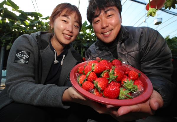 산청군 신등면 최진우 박민경 부부 한겨울 산청 딸기 수확(사진제공=산청군)