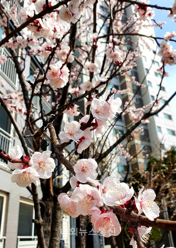 ▲벚꽃이 봄을 재촉하고 있다.(사진=김도형기자)