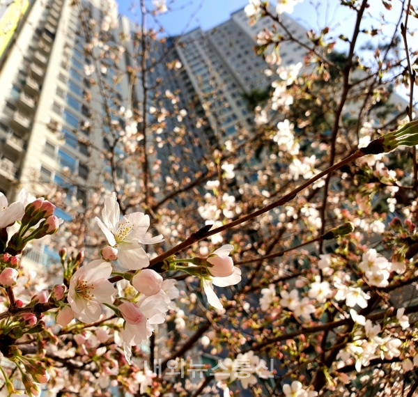 ▲대구 달서구의 한 아파트 화단에 벚꽃이 피기 시작했다.(사진=김도형기자)