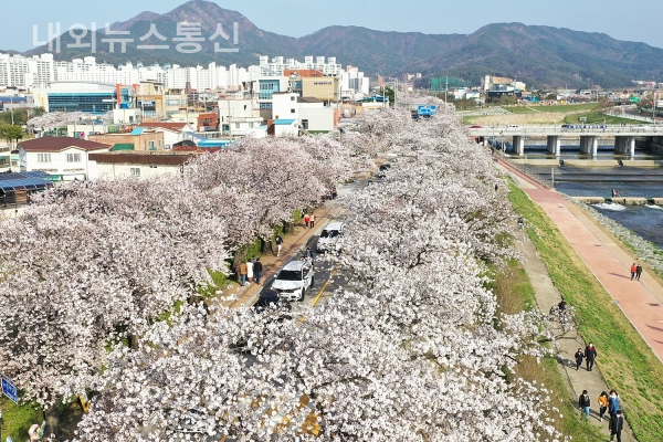 정읍천 벚꽃길 일대가 벚꽃으로 만개한 모습.(사진 정읍시)