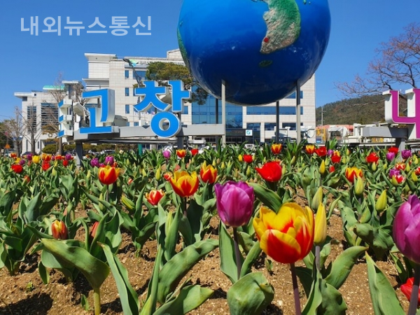 고창군청 앞 회전교차로 튤립.(사진 고창군)