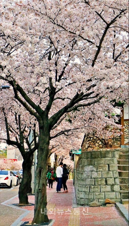 ▲ 대구동촌유원지에서 시민이 벚꽃을 즐기고 있는 모습 ( 사진 = 한유정 기자)