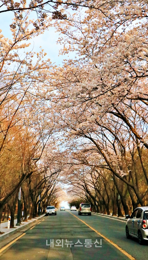 ▲ 팔공산에 핀 벚꽃의 모습 ( 사진 = 한유정 기자)