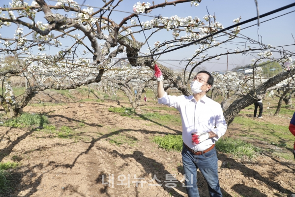 박상돈 천안시장, 8일 성환읍 배 농가를 찾아 인공수분 일손돕기(사진제공=천안시청)