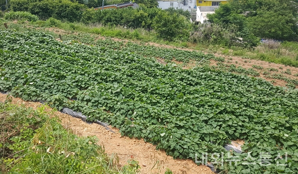 ▲ 전남 목포시가 투명하고 효율적인 농지원부 일제정비를 실시한다.(사진 제공=목포시)