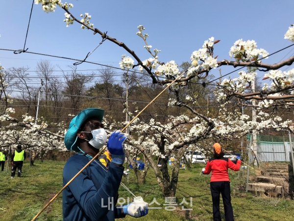 외국인 유학생이 배 재배 농가에서 배 화접 봉사를 하고 있다.(선문대 제공)