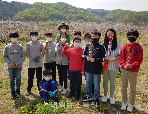 앙성초등학교 복숭아 과수원 체험 (사진=충주교육지원청 제공)