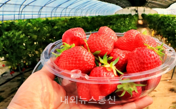 ▲ 고령 딸기 하우스에서 직접 수확한 딸기 모습 ( 사진 = 한유정 기자)