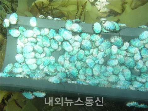 제주해양수산연구원, 오분자기 종자 14만 마리 방류 (사진=해양수산자원과)