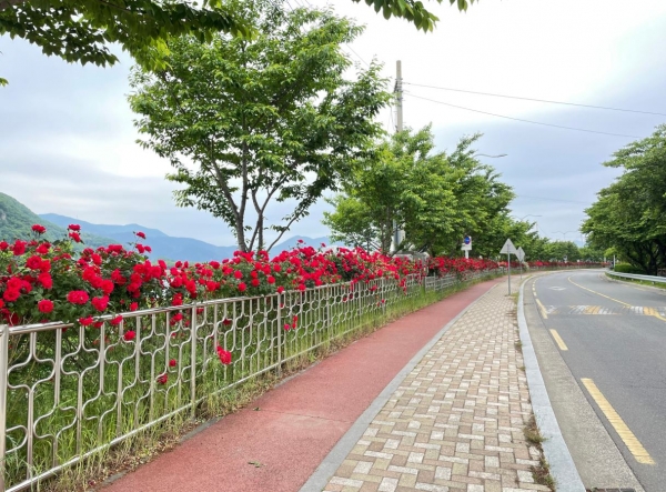 밀양시 가곡동 용두교에서 밀양역 환승 주차장까지 도로변에 아름다운 장미로 꽃길을 이루며 관광객들에게 볼거리를 제공하고 있다.(사진제공=밀양시청)