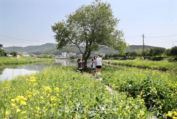 시민들이 처인구 경안천에서 유채꽃을 보며 화사한 봄을 만끽하고 있다.