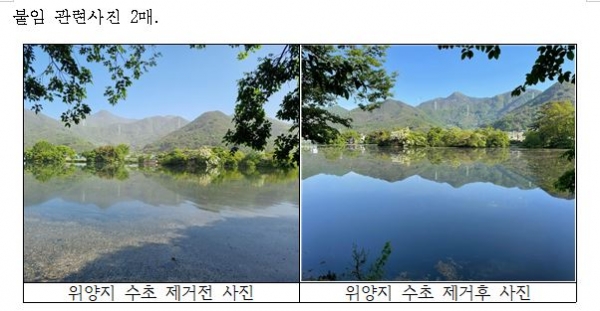 위양지 수초제거 전후 비교 사진(사진제공=농어촌공사 밀양지사)