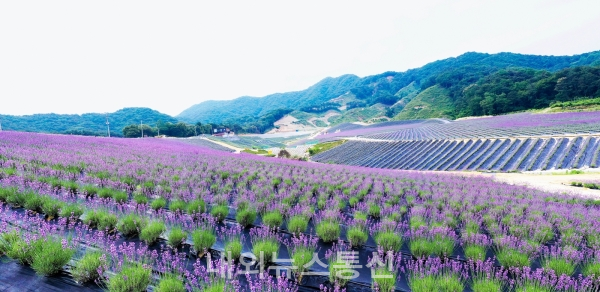 ‘정읍 허브원’의 라벤더 물결 모습.(2020년-자료사진)