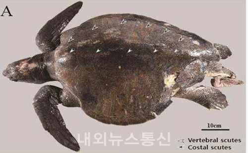 새롭게 해양보호생물로 지정된 올리브바다거북. (사진=해수부 제공)