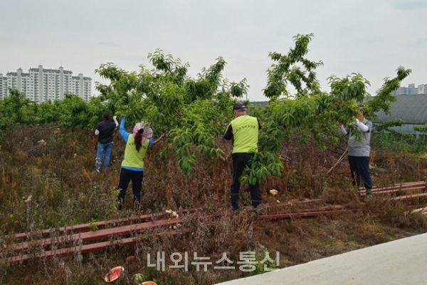 대소면 생산적 일손봉사 (사진=음성군 제공)