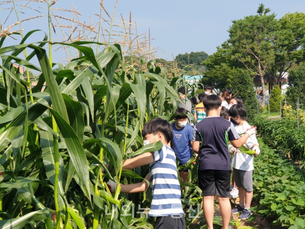 청주 서촌초 학생들이 학교 내 ‘꿈자람 친환경 텃밭’에서 탐스럽게 자란 옥수수를  따고 있다. (사진=청주교육청)