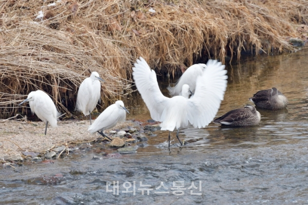 지정된 유해야생동물(비둘기, 까치, 까마귀, 고라니 등)과 동물 사체를 제외해 구조 하고 있다.(사진=의정부시청 제공)