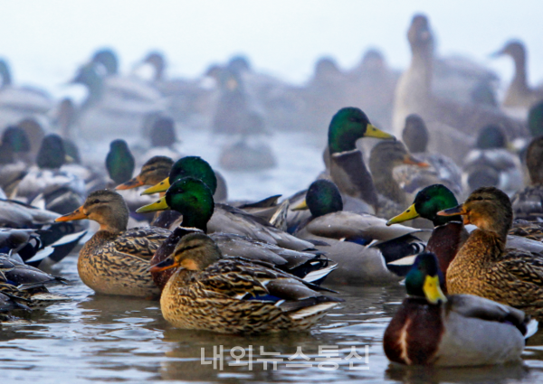 세계자연유산 '한국의 갯벌'에 도래하는 주요 겨울철새 중 하나인 청둥오리 (사진 제공=해수부)