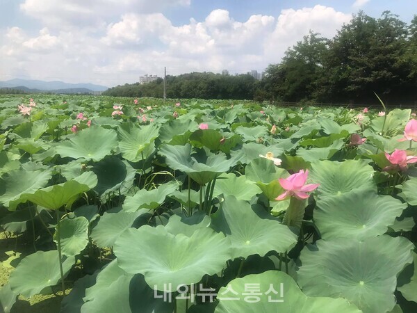 ▲2021.8월 초 대구 동구 반야월 연꽃단지에 연꽃이 핀 모습 ( 사진 = 한유정 기자)