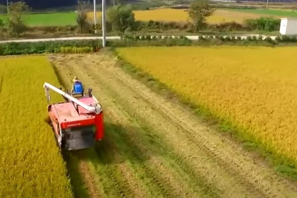 정부가 급격한 쌀값 하락을 막기 위해 45만t을 시장에서 격리하기로 했다. (사진=유튜브 캡처)