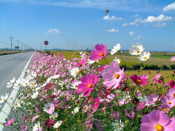 김제지평선축제장으로 가는 길에 볼 수 있는 '400리 코스모스'(=사진=김제시)