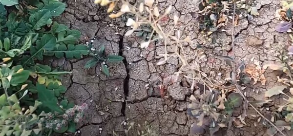 작년 남부지방의 가뭄에 땅이 갈라졌다. (사진=채녈A 뉴스 캡처)