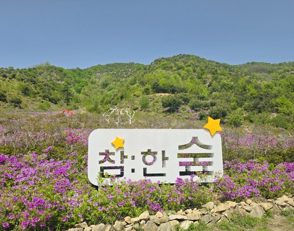 성주군, 참:한숲의 철쭉꽃 만개 < 경북 < 전국 < 기사본문 - 내외뉴스통신 성주군, 참:한숲의 철쭉꽃 만개