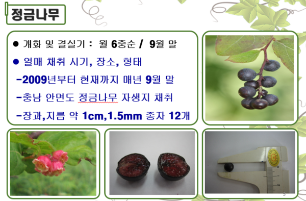 경기도산림환경연구소 바다향기수목원, 정금나무 연구 성과 결실