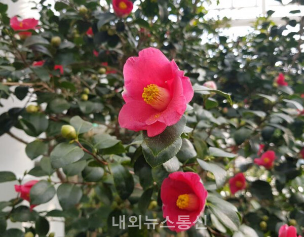 황학산수목원 난대식물원